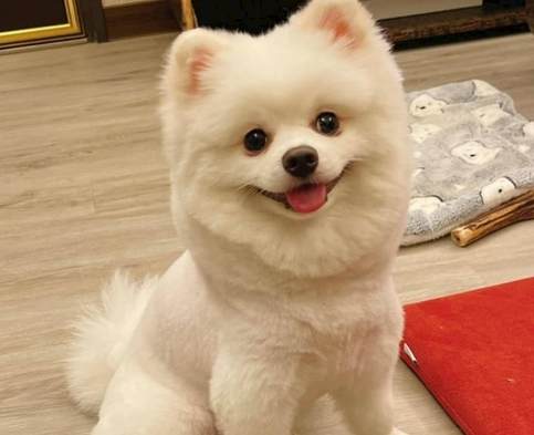 蒸蛋對狗有害嗎