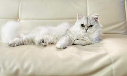 波斯貓性格特點