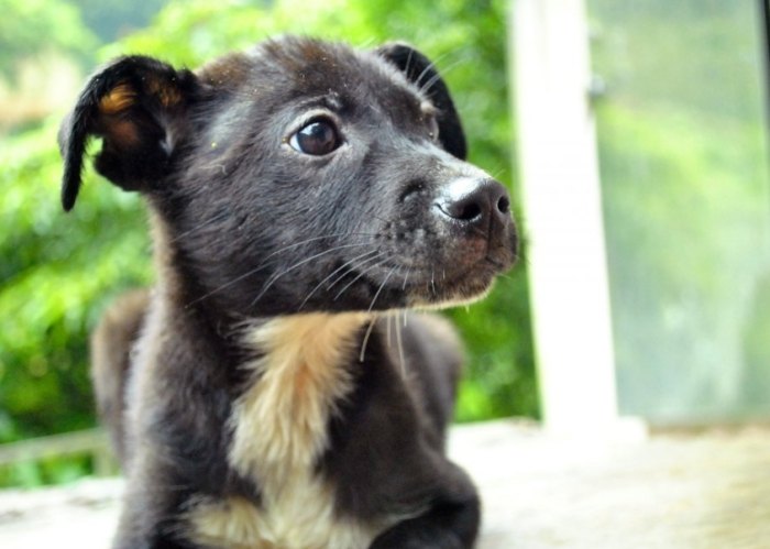 台灣流浪狗認養