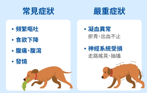 狗狗胰腺炎症狀