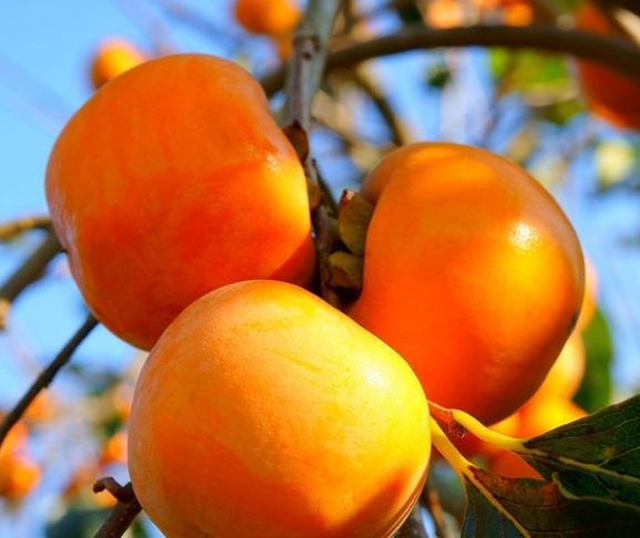 柿子食用注意事項