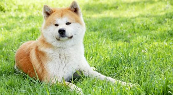 秋田犬性格特點