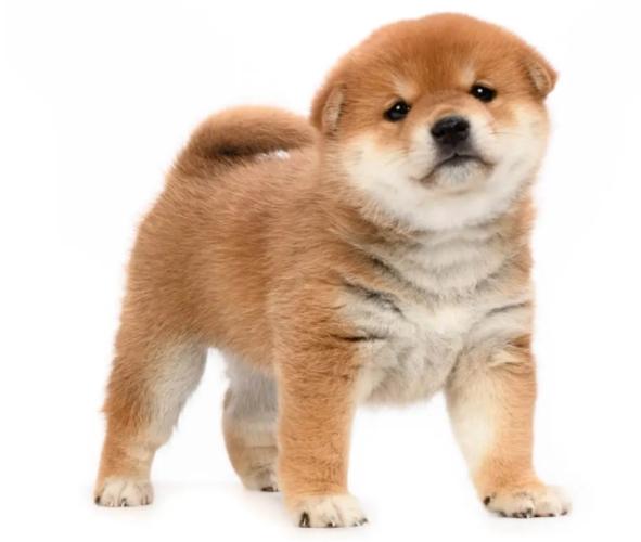 柴犬几个月停止生长