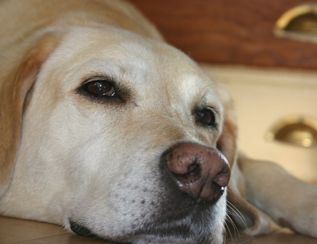 狗狗鼻竇炎症狀