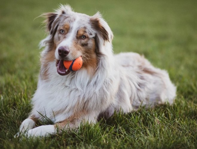 邊境牧羊犬聰明度