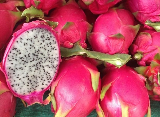 火龍果禁忌人群