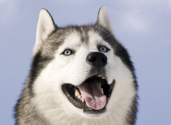 哈士奇饲养难度