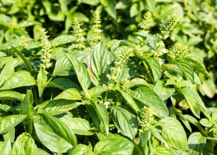 九層塔採收技巧