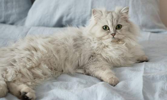 波斯貓健康問題