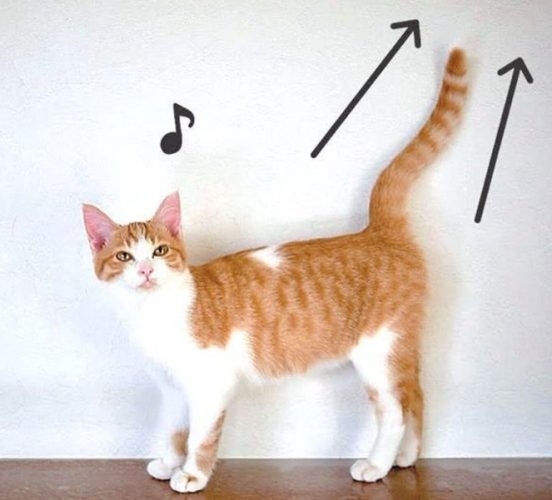 貓咪尾巴抽動原因