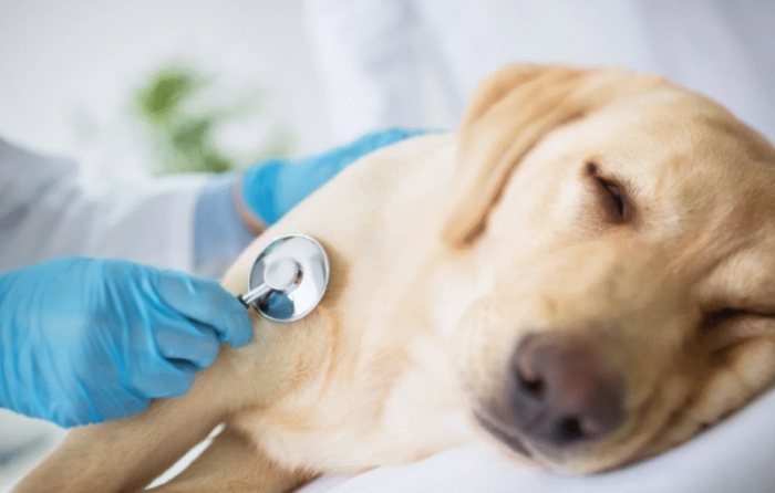 狗狗胰臟炎治療時間