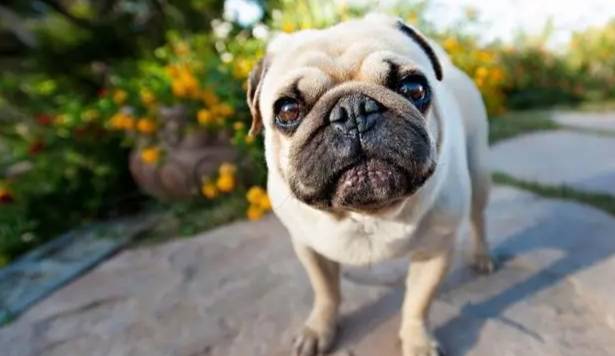 洋蔥對狗的影響