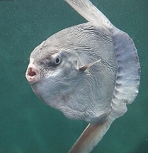 八景島海洋樂園