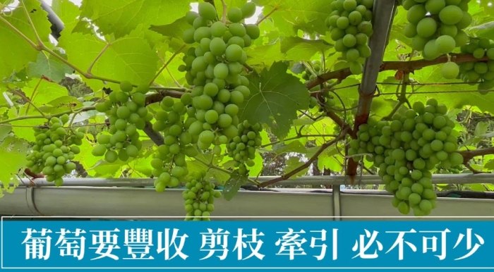 嘉寶果種子處理