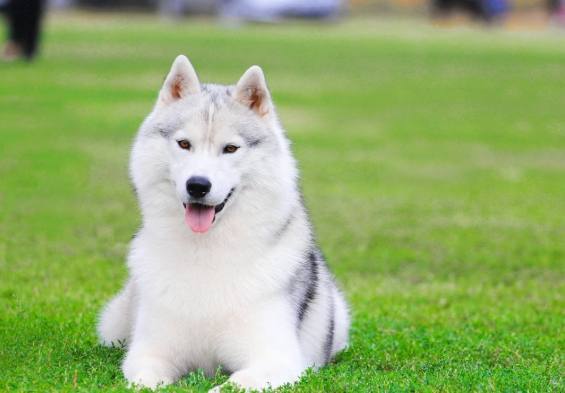 哈士奇飼養注意事項