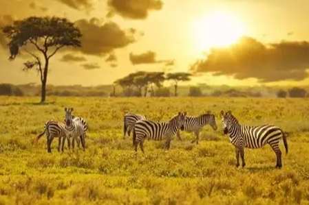 野生動物旅行準備