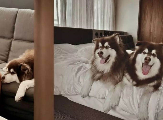 尖石寵物友善民宿