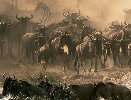 動物遷徙觀察指南