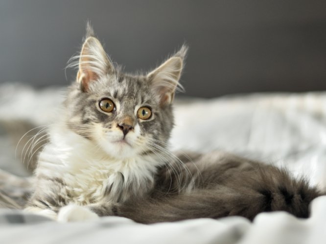 緬因貓健康問題