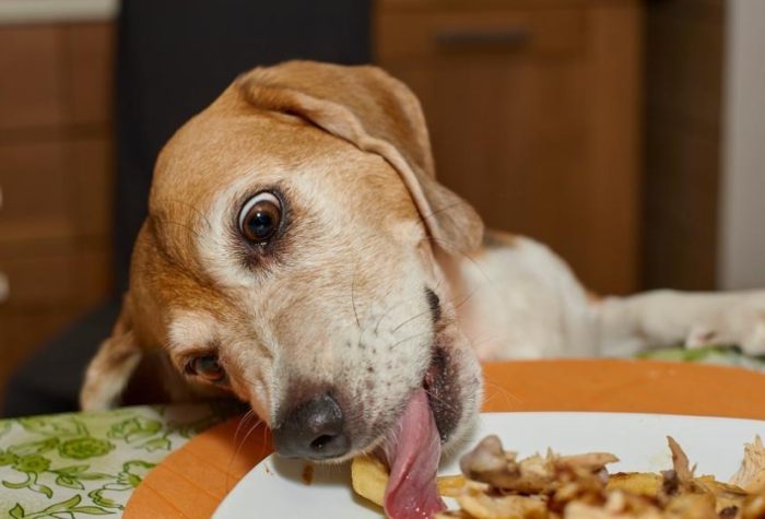 葡萄對狗的毒性