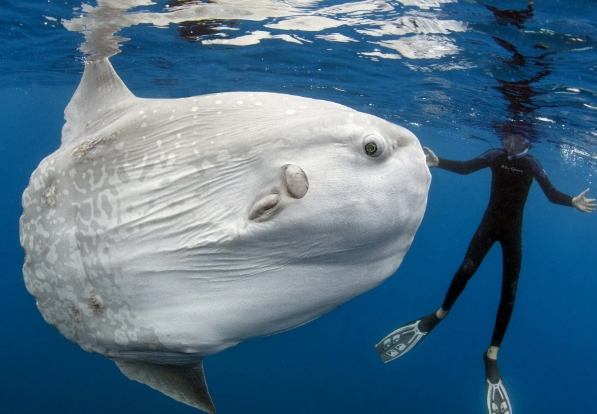 八景島海洋樂園