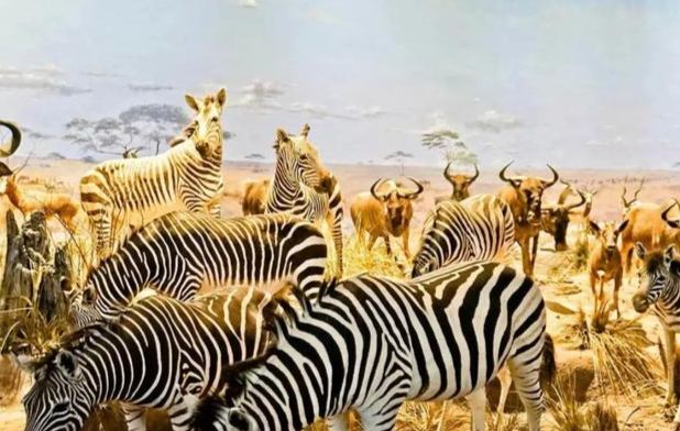 動物遷徙觀察指南