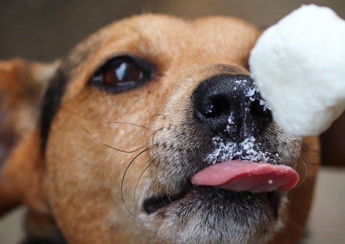 狗狗鼻竇炎居家護理