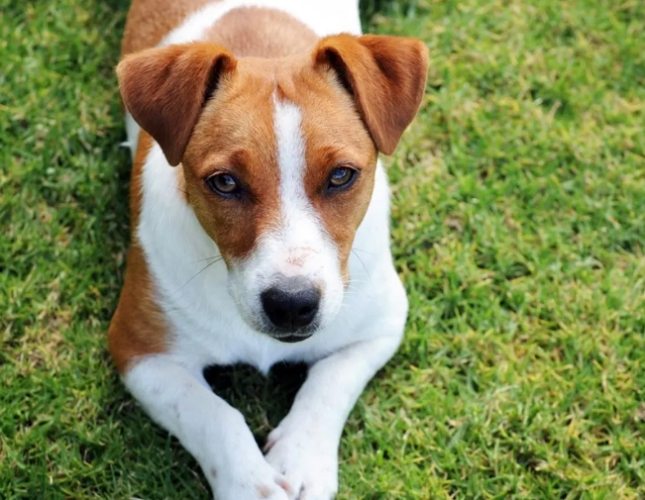 傑克羅素行為問題