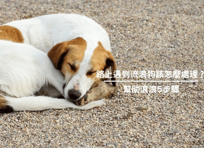 流浪狗救援機構