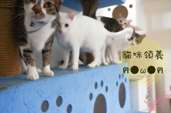 領養貓流程