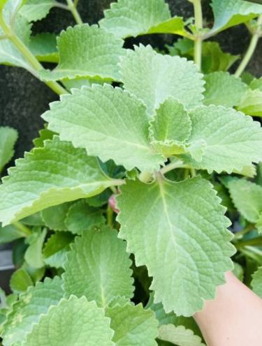 大葉到手香用途