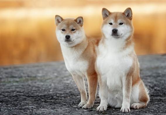 秋田犬柴犬區別