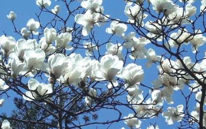 玉蘭花開花季節