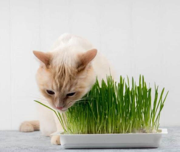 貓薄荷粉安全指南