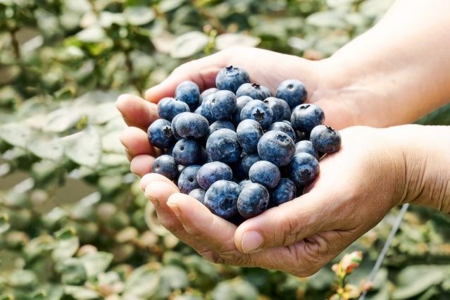 樹葡萄藍莓比較