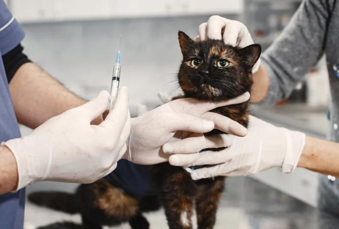 貓疫苗接種副作用