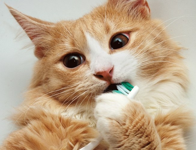 幼貓刷牙