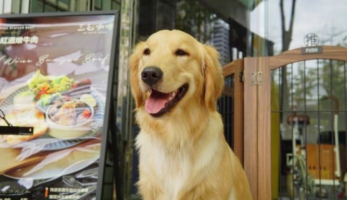 新竹巨城寵物餐廳