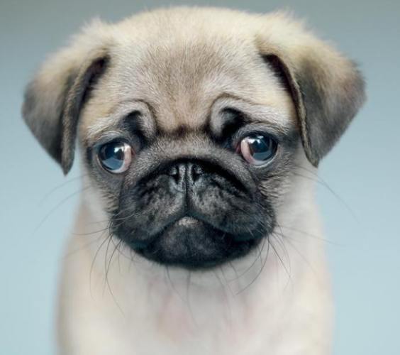 八哥犬壽命延長