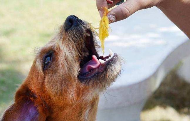 狗狗魚油安全性
