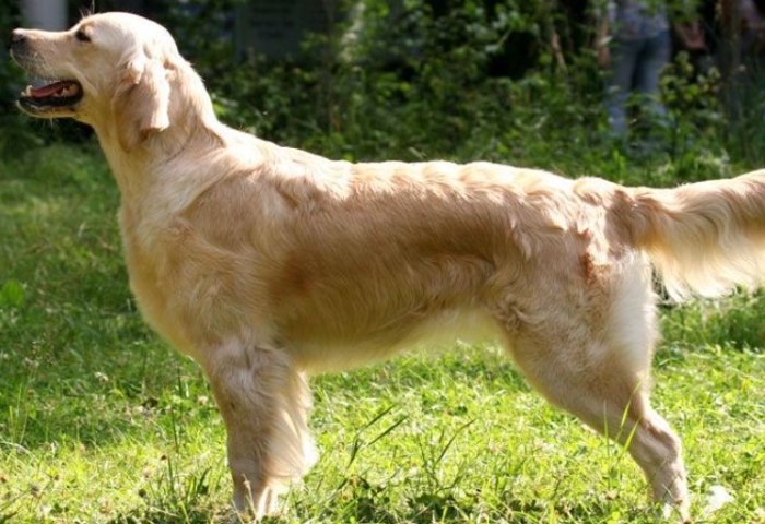 養黃金獵犬新手須知