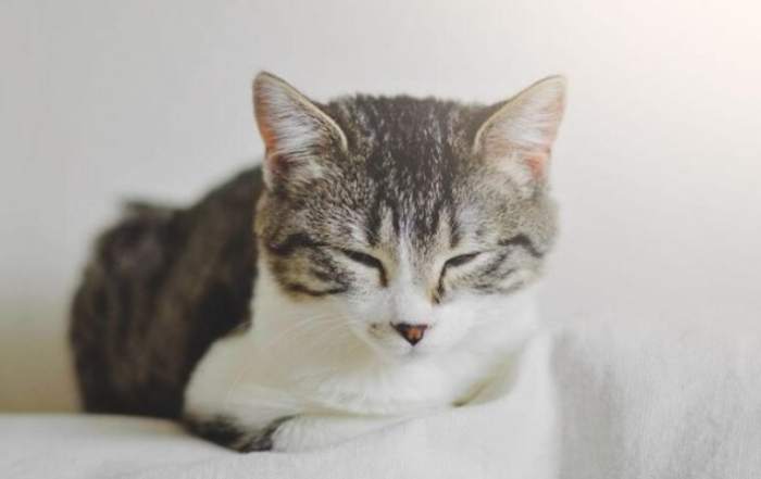 貓疫苗接種時間