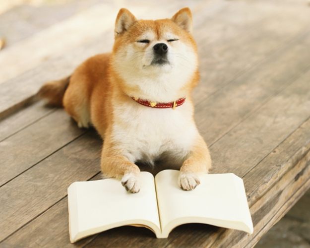 狗狗後事如何辦