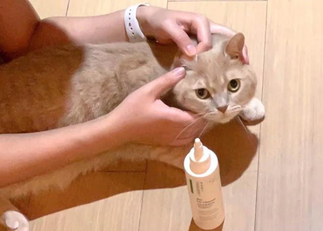 貓耳朵清潔