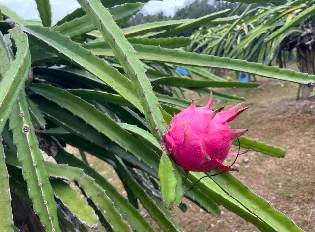 火龍果挑選技巧