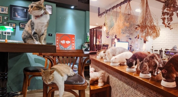 竹東貓咪餐廳
