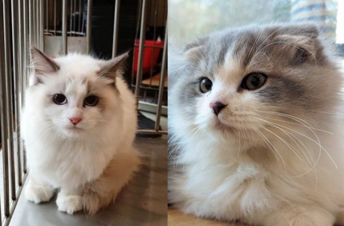 領養貓注意事項