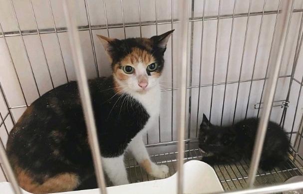 貓咪領養注意事項