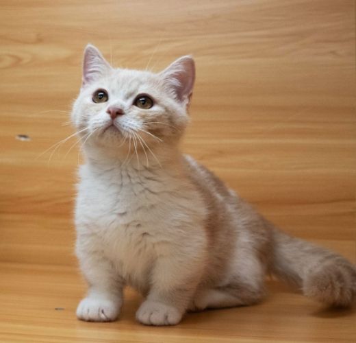 曼赤肯貓行為特點