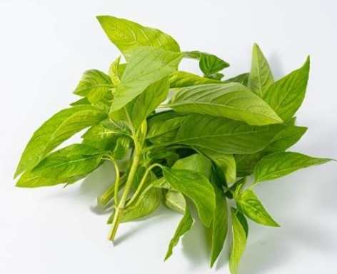 香草植物日照需求